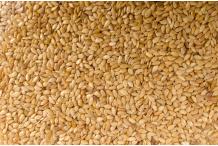 SESAME COMPLET VRAC KG