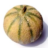 MELON CHARENTAIS PIECE