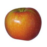 POMME ARIANE DEMETER KG