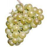 RAISIN BLANC ITALIA KG