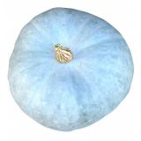 COURGE BLEUE DE HONGRIE KG