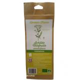 ACHILÉE MILLEFEUILLE SOMMITÉ FLEURIE